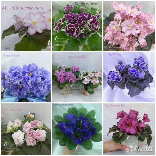 Сортовые фиалки стандарт, мини и полумини