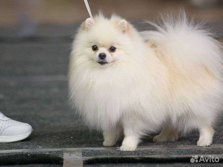 Жених померанец Чемпион РФ