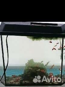 Аквариум с рыбками
