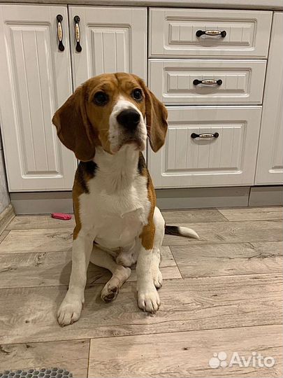 Щенки бигль