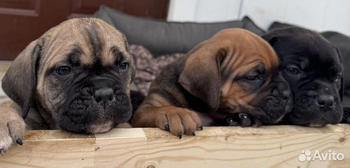 Щенки Кане Корсо