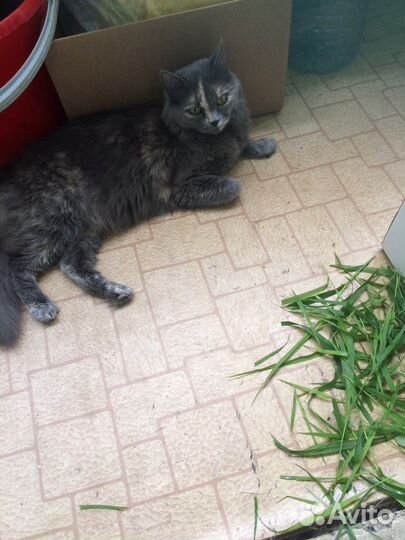 Кошки в добрые руки бесплатно