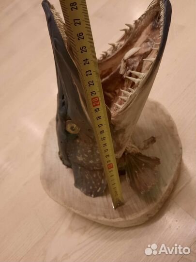 Чучело щуки 9 кг, 100 см. 33х28х28 см