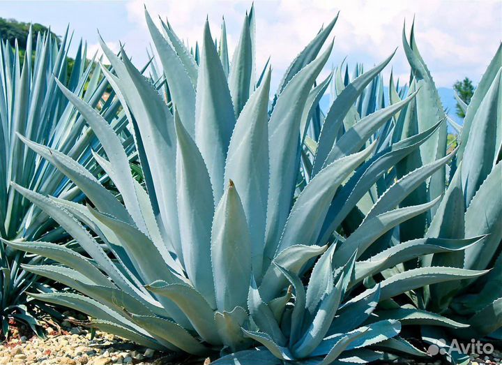Агава голубая