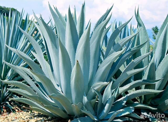 Агава голубая