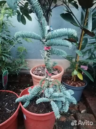 Пихта благородная Глаука