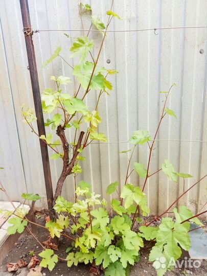 Саженцы винограда 4-х летние, 3 шт