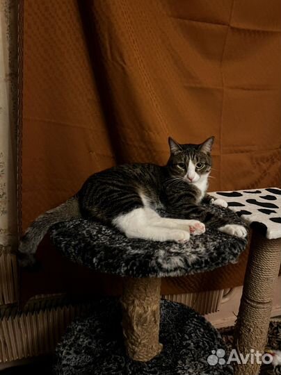 Передержка домашних животных