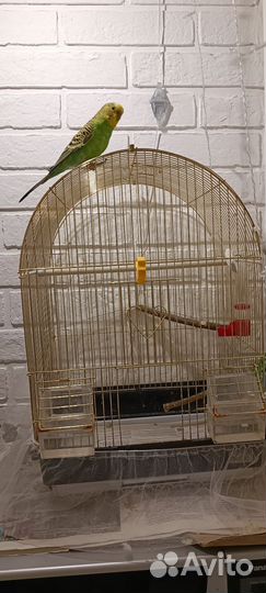 Забронирован. Волнистый попугай с клеткой