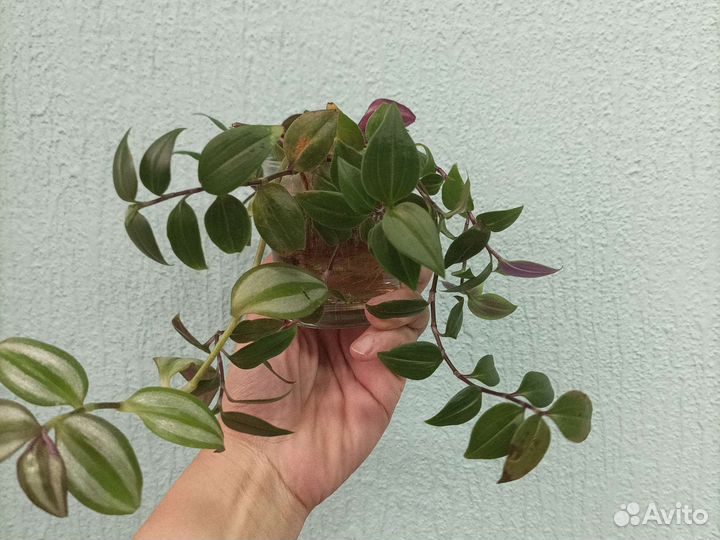 Дифенбахия,традисканция и еще