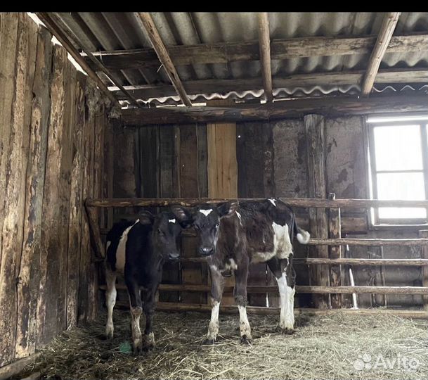 Домашние животные телята