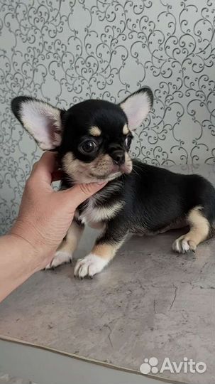 Яркий мальчик Милан