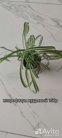 Домашние цветы