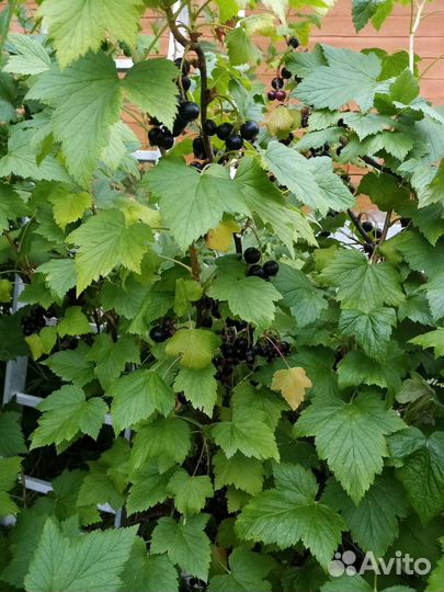 Черная смородина ягода