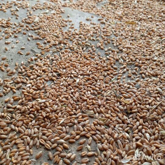 Зерно пшеница