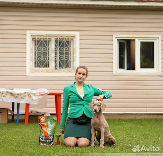 Веймаранер. Кобель шоу класс