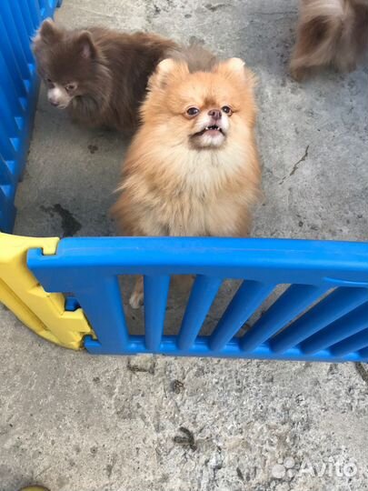 Помераночки шпицули редких окрасов