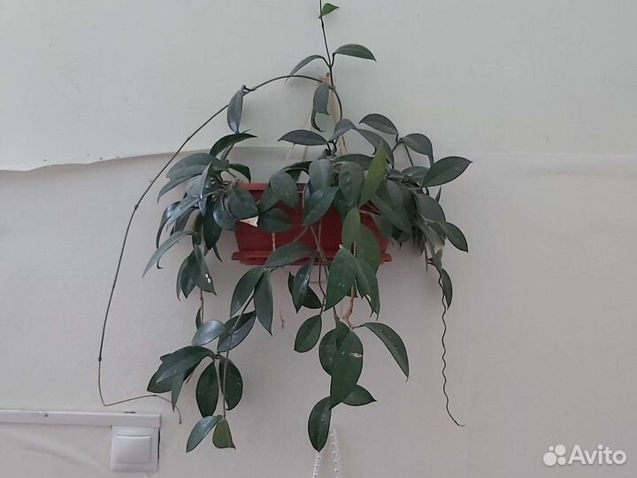 Комнатные цветы
