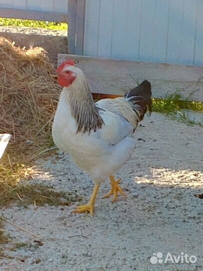 Молодые петухи