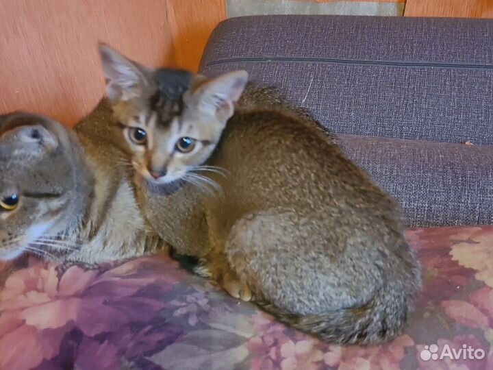 Кошки бесплатно
