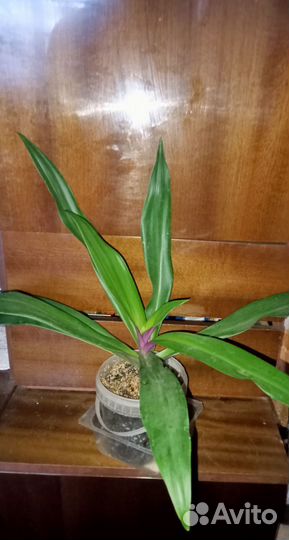 Традисканция Рео