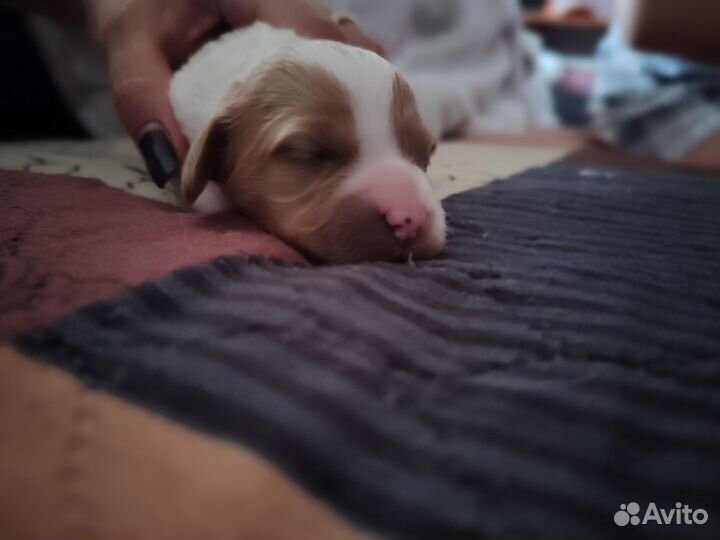 Щенки Бретонский эпаньоль