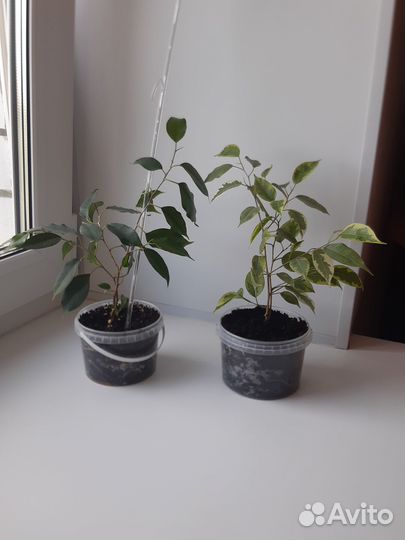 Фикус бенджамин