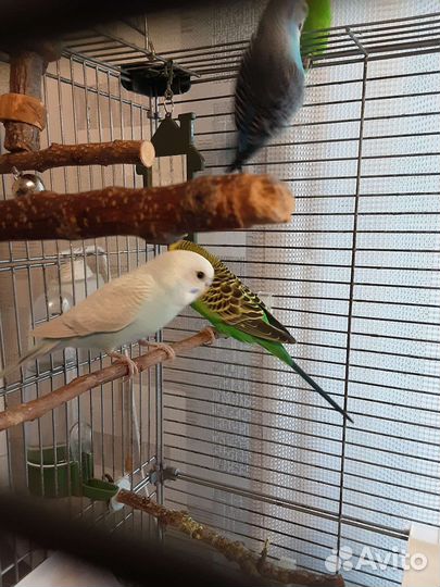 Продаётся белоголубой волнистый попугай, девочка