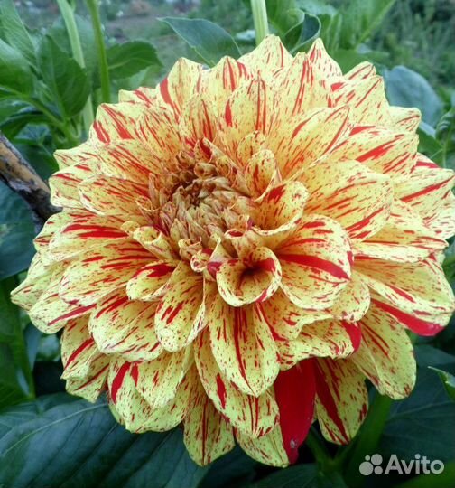 Георгины клубни