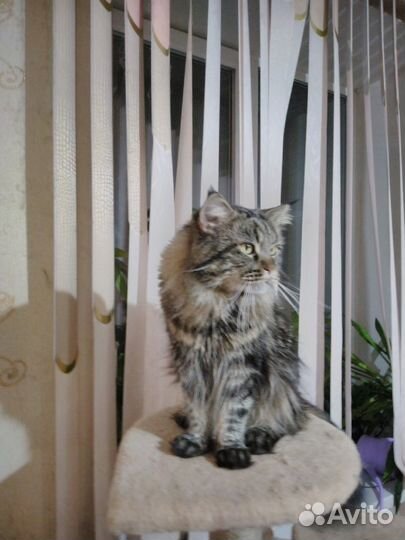 Кот мейн-кун вязка