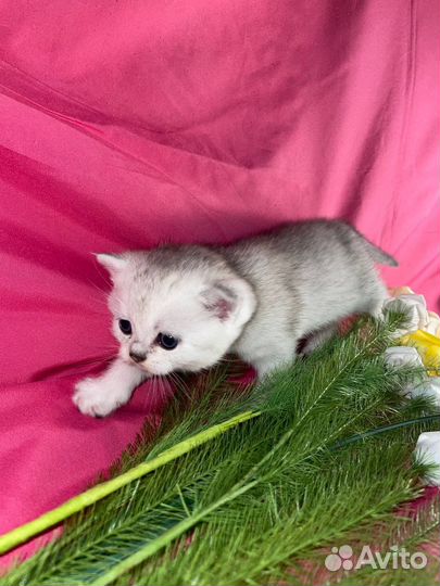 Шотландские котята