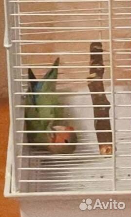 Продам самку неразлучника в пару или в стаю