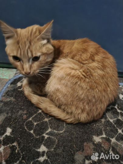 Кошка в дар