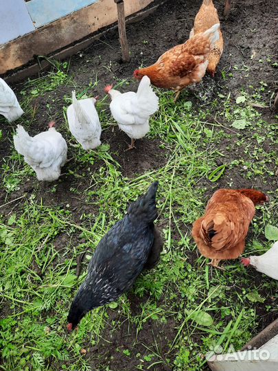 Продажа кур несушек