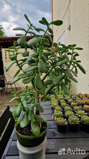 Денежное дерево 