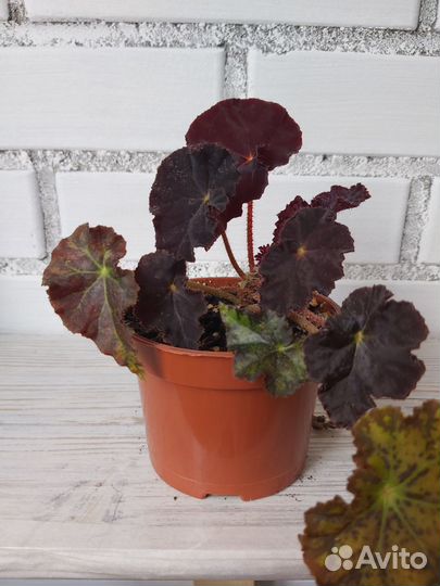 Бегония декоративно лиственная