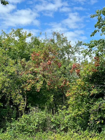 Участок 4,5 сот. (СНТ, ДНП)