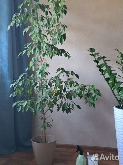 Фикус бенджамина