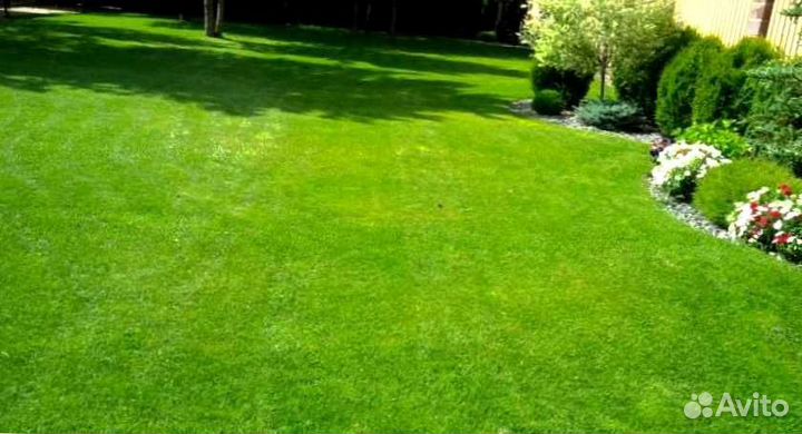 Семена газонной травы