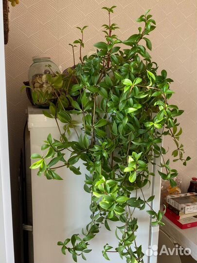 Пеперомия перескиелистная