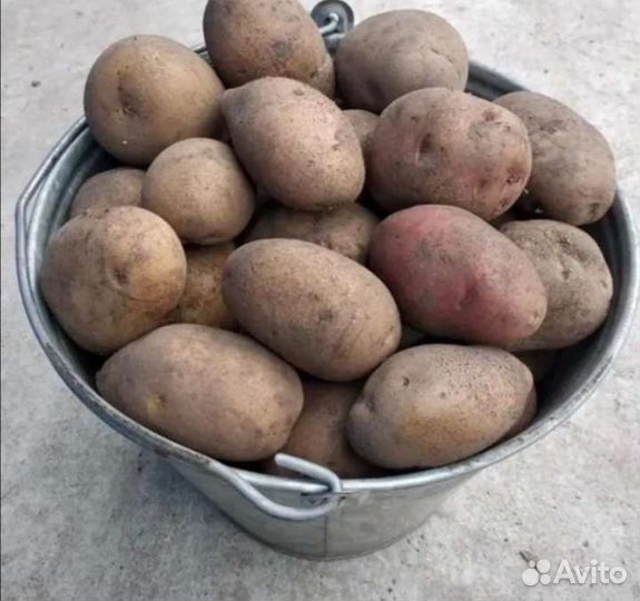 Картофель крупный