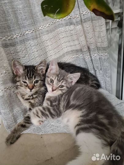 Котята в добрые руки бесплатно