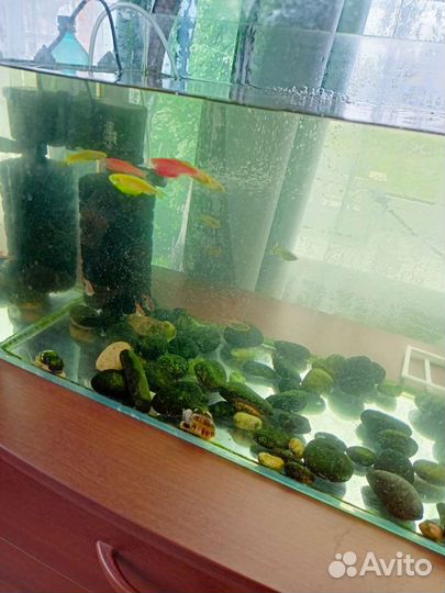 Аквариум с рыбками