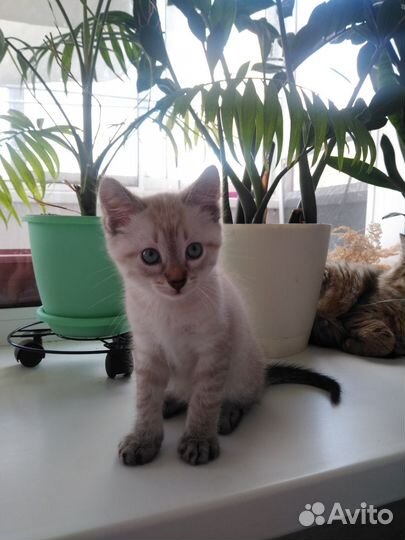 Котенок мальчик