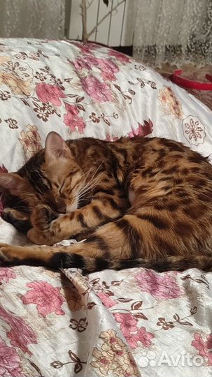 Бенгальский котенок девочка