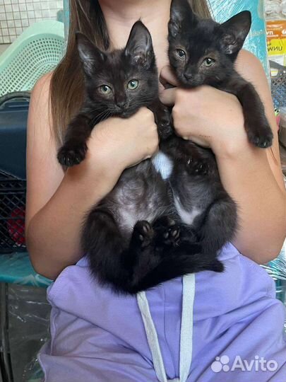 Котята в дар бесплатно