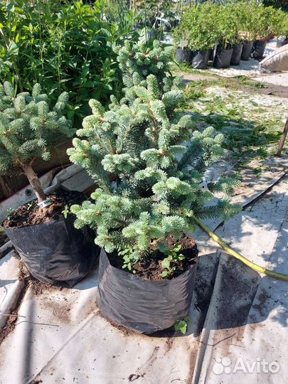 Abies lasiocarpa Compacta 40-50см