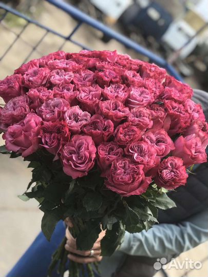 Розы пионовидные Эквадор/Доставка