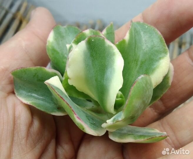 Крассулы оваты NEW 06.10.23