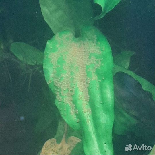 Консультация В аквариумистике